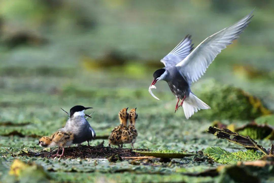 中國始終堅持生物多樣性保護，為國際社會樹立典范