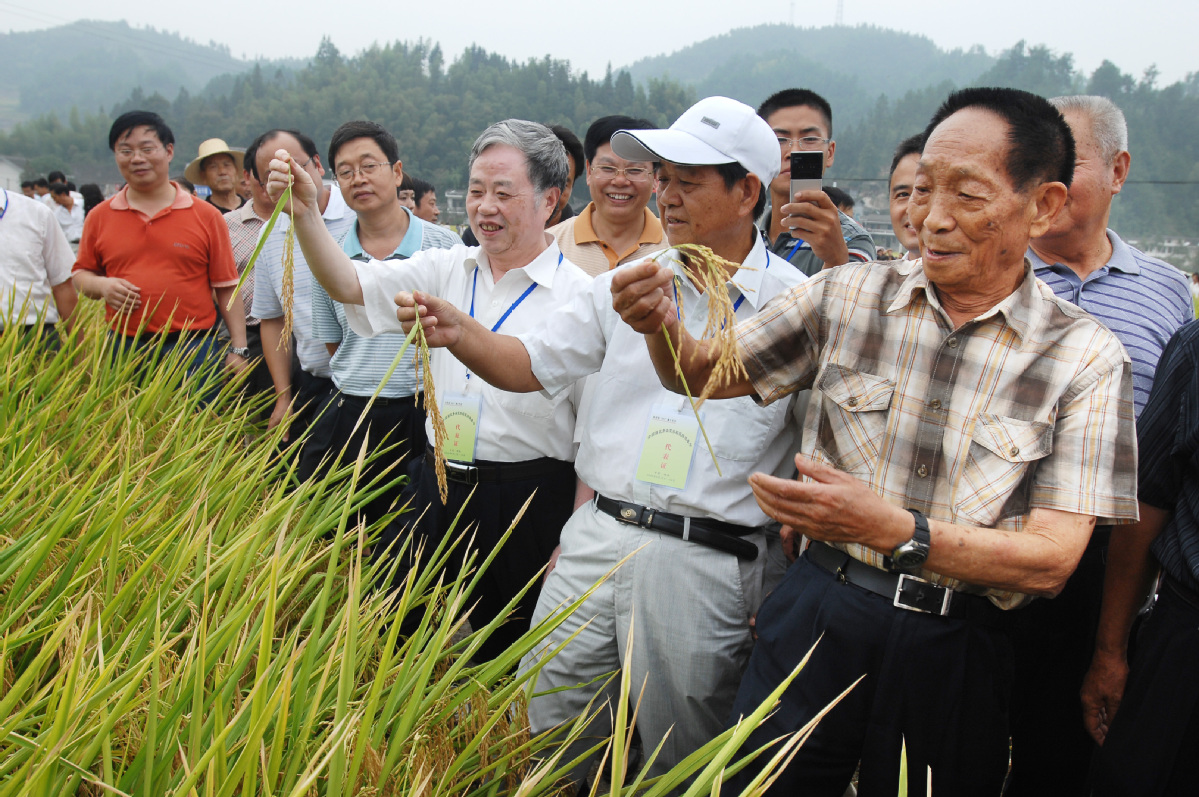 又破紀(jì)錄！袁隆平團(tuán)隊(duì)湖南衡南雙季稻測(cè)產(chǎn)畝產(chǎn)突破1600公斤