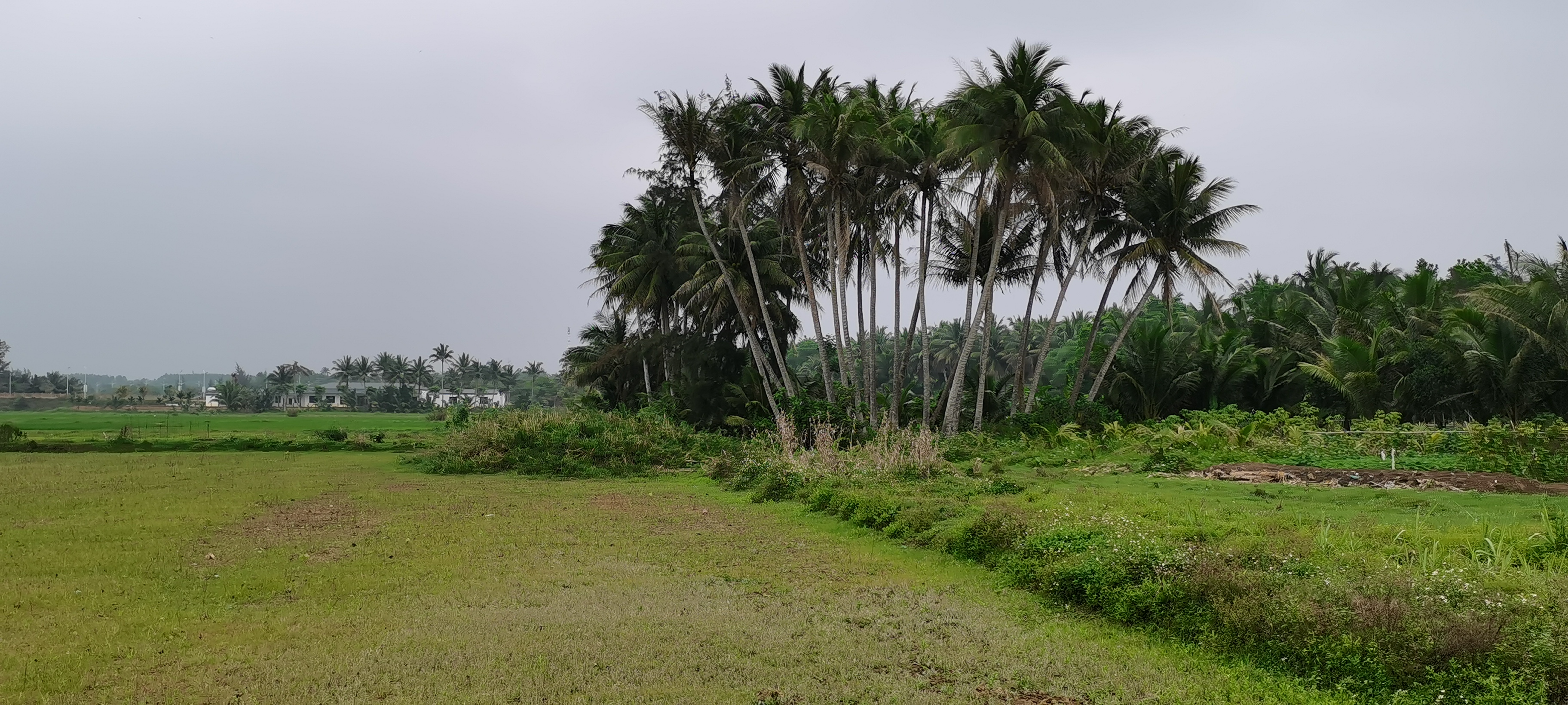 海南農(nóng)業(yè)